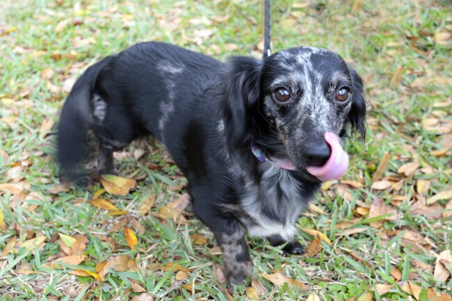 Colonial Forest Apartments Apartments - Jacksonville, FL  