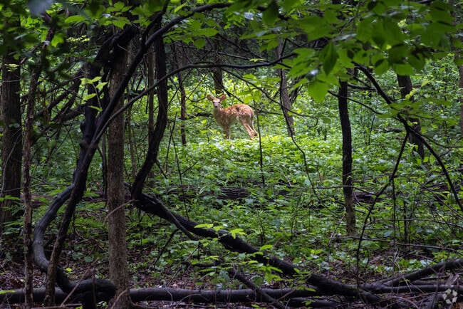Holliday Park Nature Preserve in Westland is a great place for a hike and wildlife viewing.