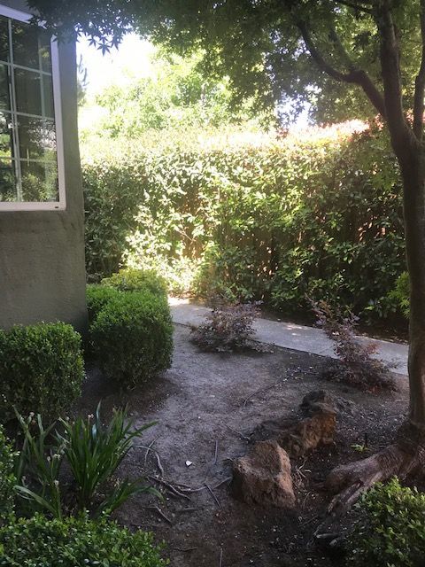 FRONT YARD - 2859 Alma St