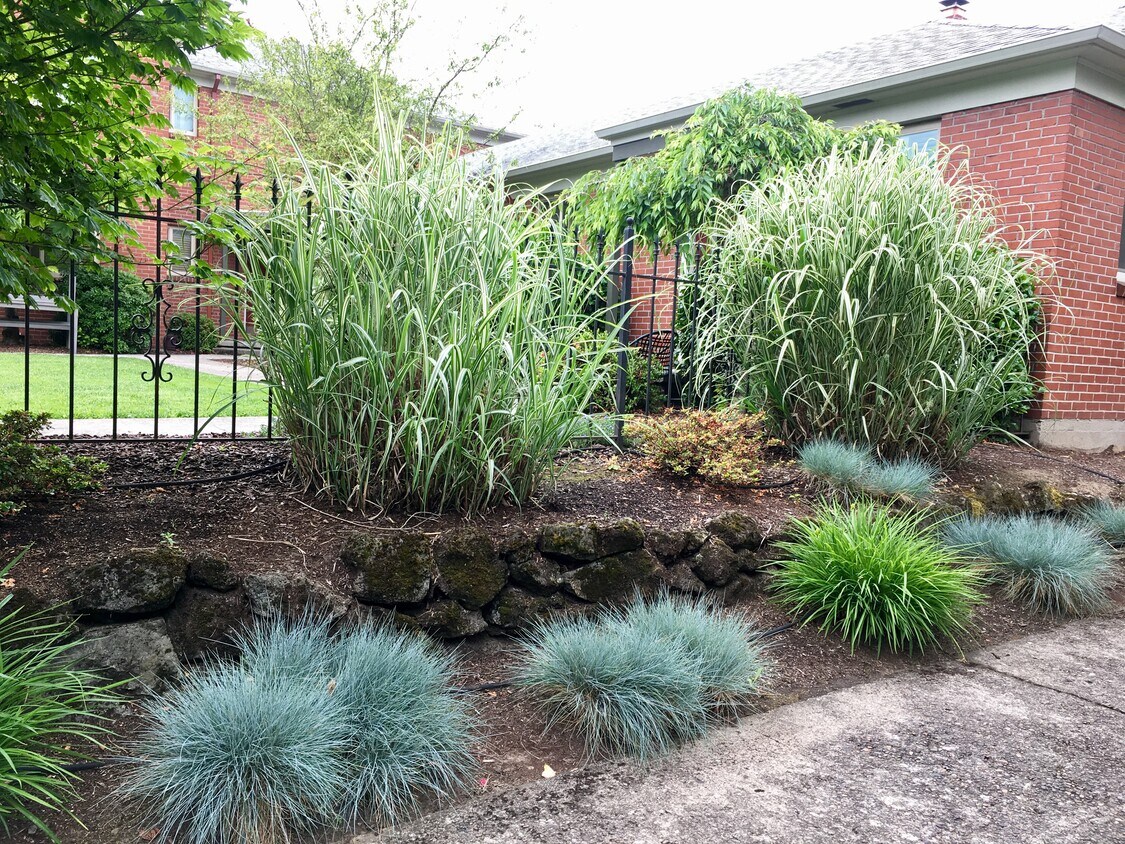 landscaping - 2515 SE 51st Ave