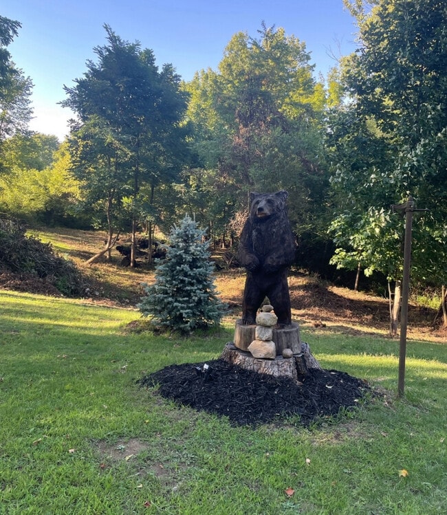 Bear and blue spruces - 20986 US-6