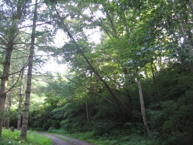 Building Photo - $1,500 - 3 Bed / 2 Bath unfurnished house in Foresthills in a private and park like setting.