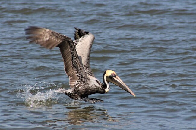 Foto del edificio - 500 Tiki Dr