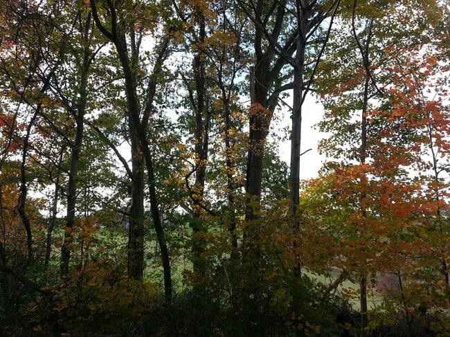 Surrounding Trees - 732 Bakers Ridge Rd