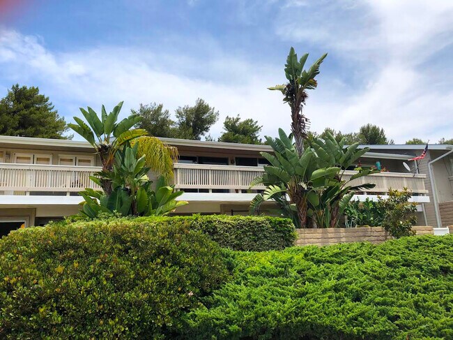 Tall giant bird of paradise serves as a beacon for the home. - 2838 Luciernaga St