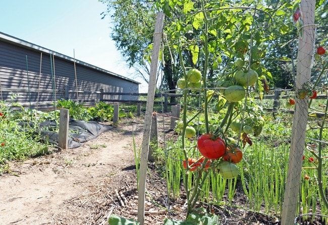 Jardín - Crystal Springs Apartments