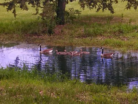 Pond on property - 105 N J And J Ln