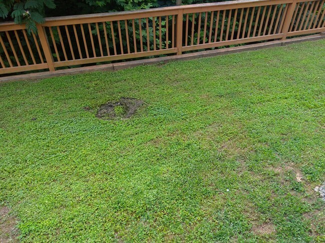 backyard - 12732 Waterside Dr
