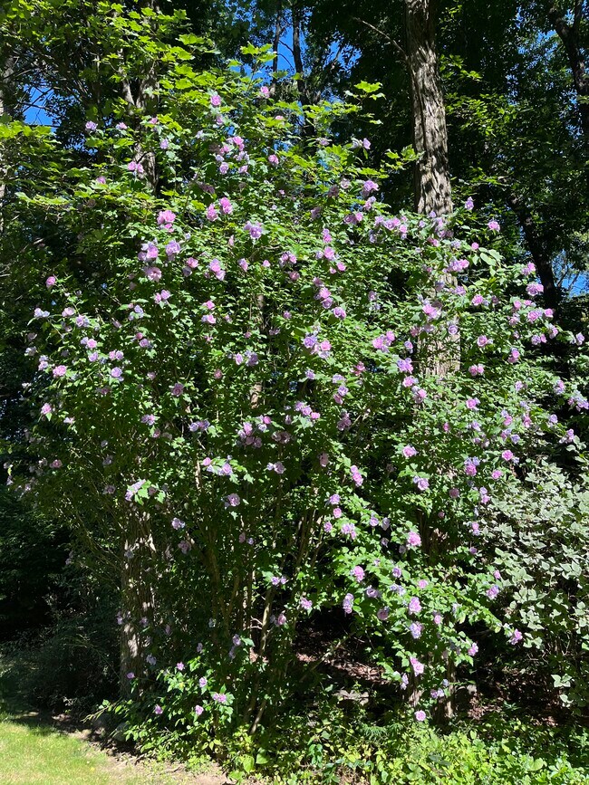 One of many flower variety’s on property - 163 Maple Ridge Rd