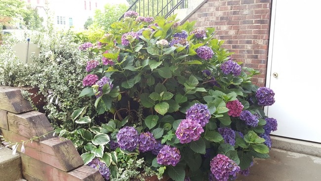 Fotografía del edificio - 1009 Simsbury Ct