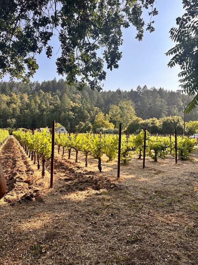 Building Photo - Stunning Napa Valley Retreat with Vineyard & River Views – Calistoga, CA