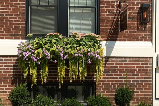 Photo - The Ivy Apartments