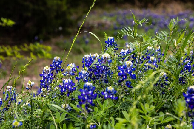 State Flower Bluebonnets Grow Wild Throughout High Pointe in Cedar Hill TX