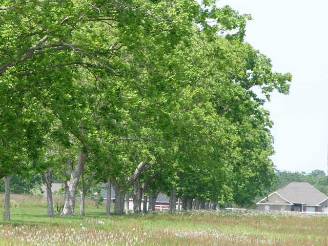 Building Photo - The Grove