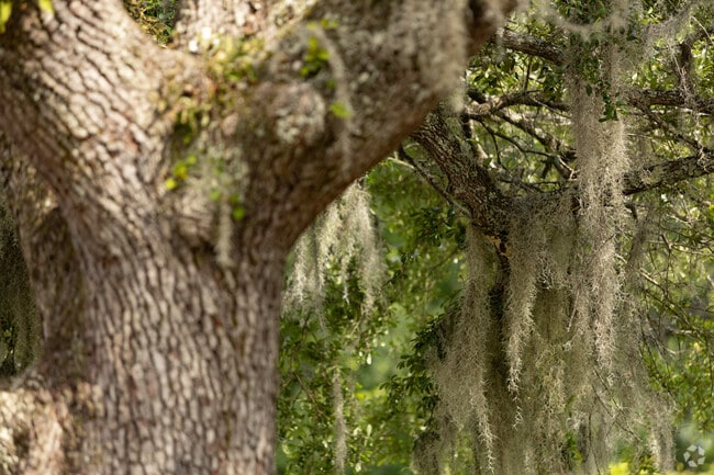 Many roadways in Bloomingdale are shaded by mossy oak trees.