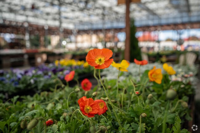 Flowers are in bloom at Green Acres.
