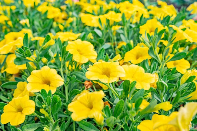 Blooming beauty in Somerset, NJ.