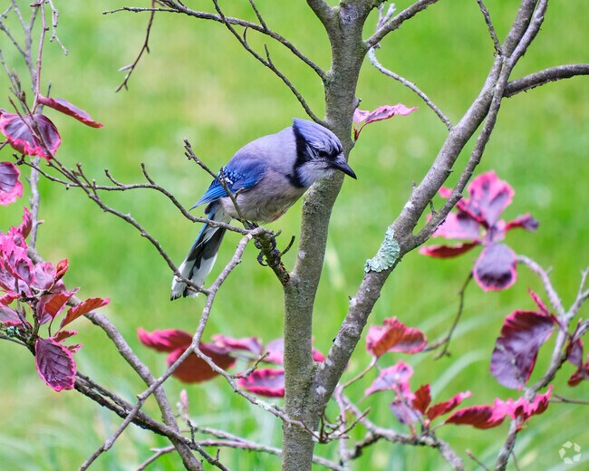 Wildlife and many beautiful birds can be found in Ranson's rural areas.
