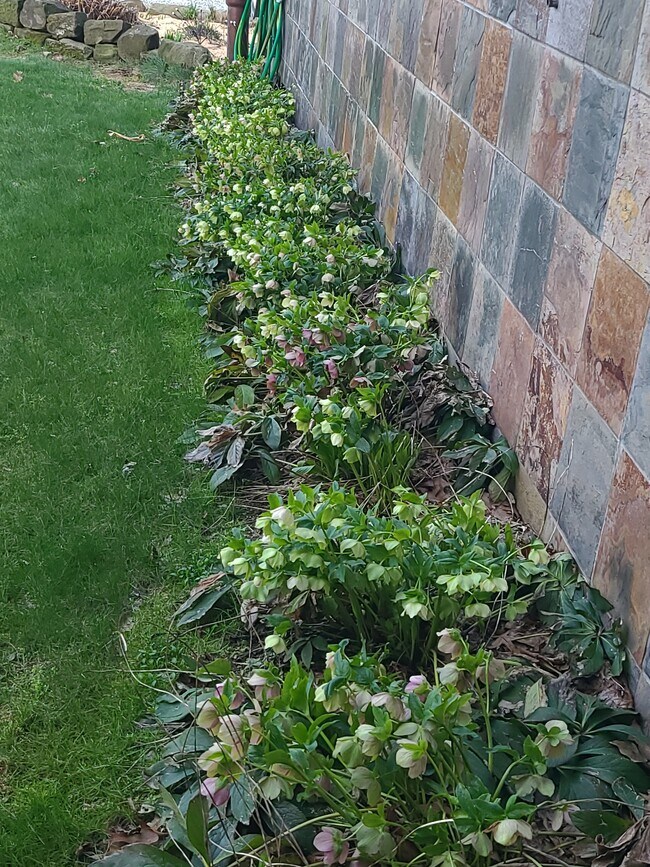 Rosas de Cuaresma en flor - 277 Bluff St
