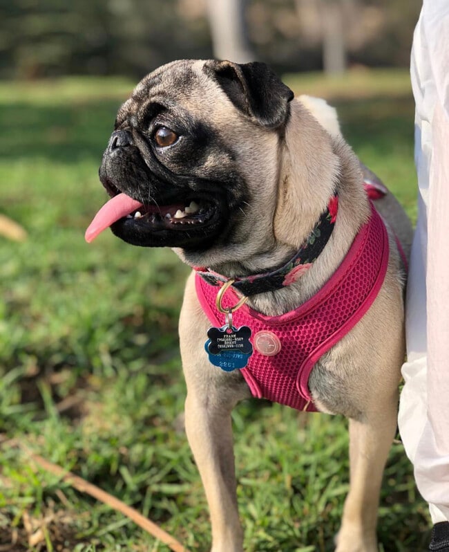 Pet friendly - Blackstone Apartments