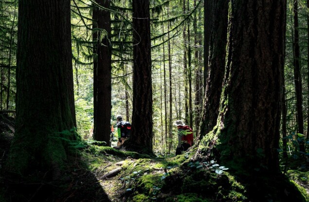 Hikers in a North Vancouver Forest on a sunny day.