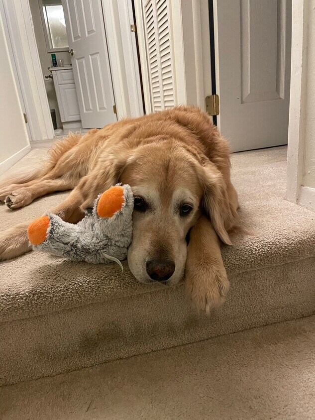 41727 Greenwood Dr, Canton, MI 48187 House for Rent in Canton, MI