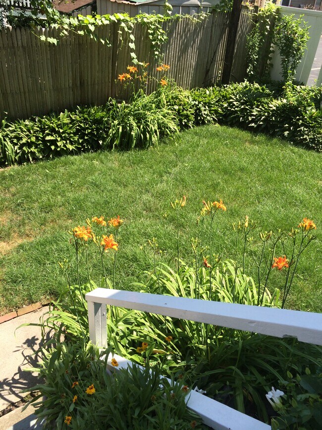 Back yard - 38 Saint Margaret St