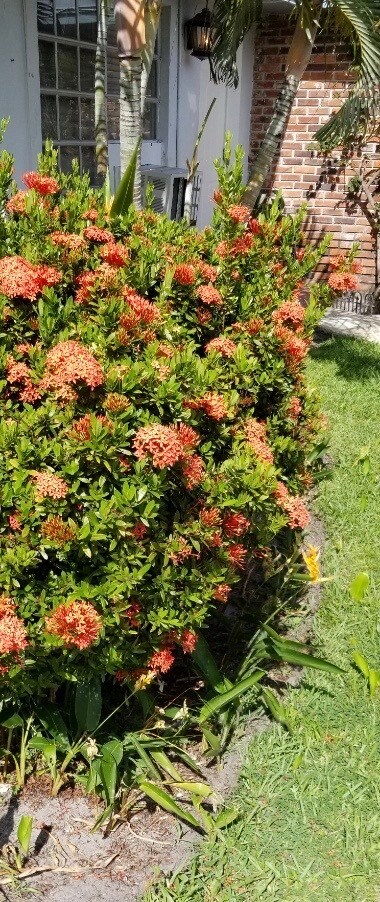 Beautiful tropical landscaping - 27 NW 14th Ave