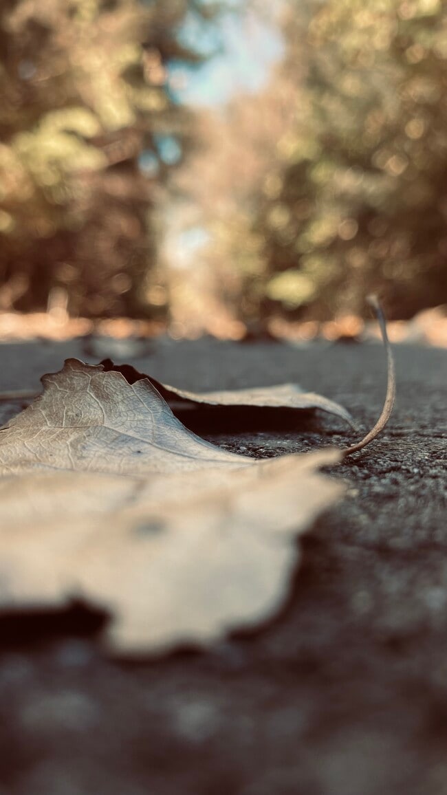 Building Photo - Magnolia Lake Apartments