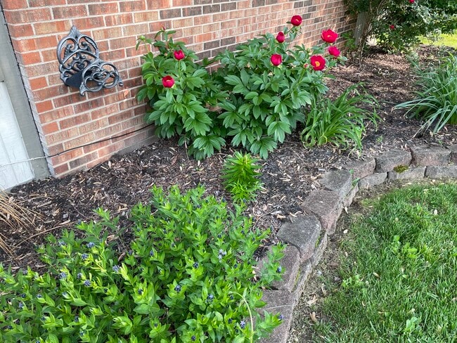 Front Landscape - 1277 Tallberry Dr