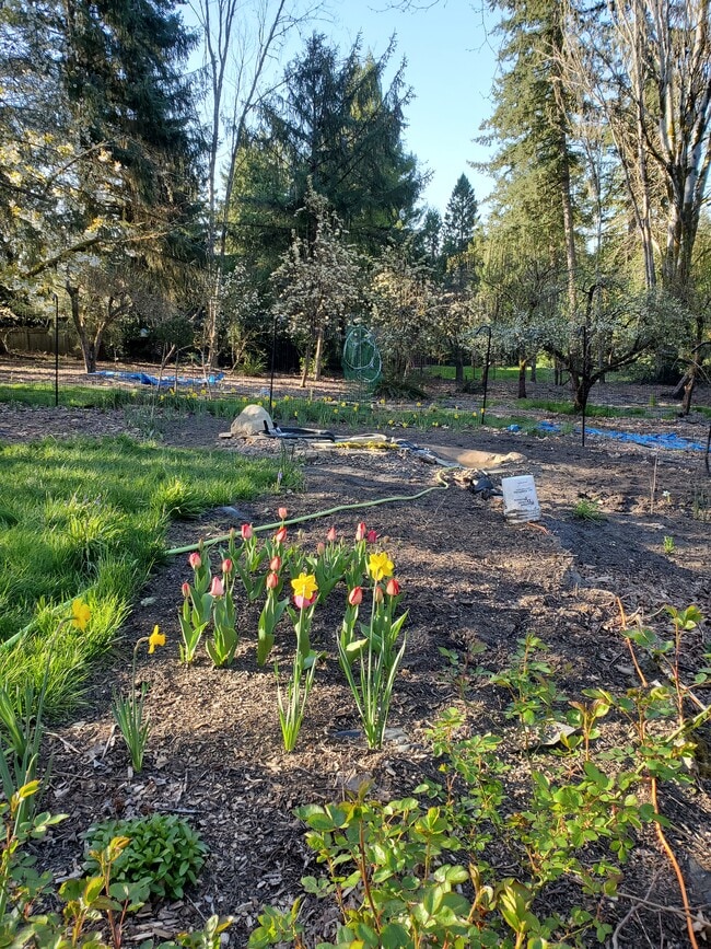 Back yard - 920 SW Stephenson Ct