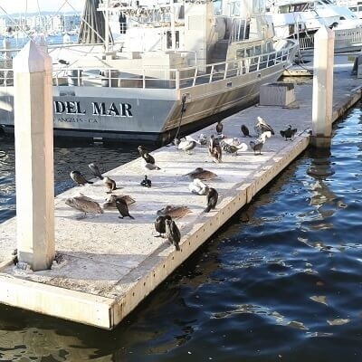 Marina Del Rey