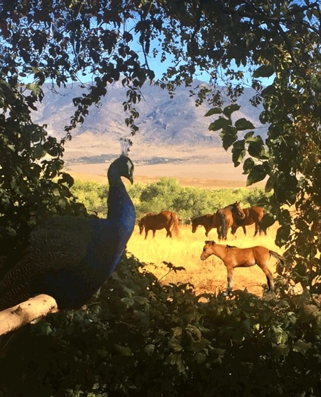 Wild Horses and our peacocks - 400 Main St