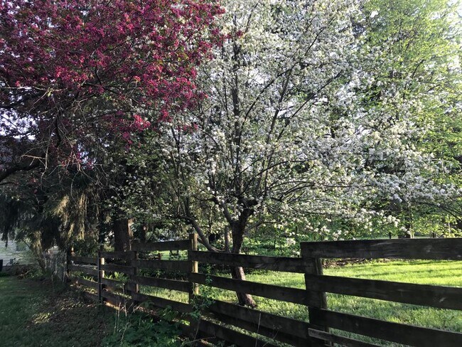 Crabapple and apple tree - 325 N Rutland Ave