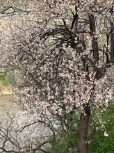 Building Photo - 2505 Cisar Ct