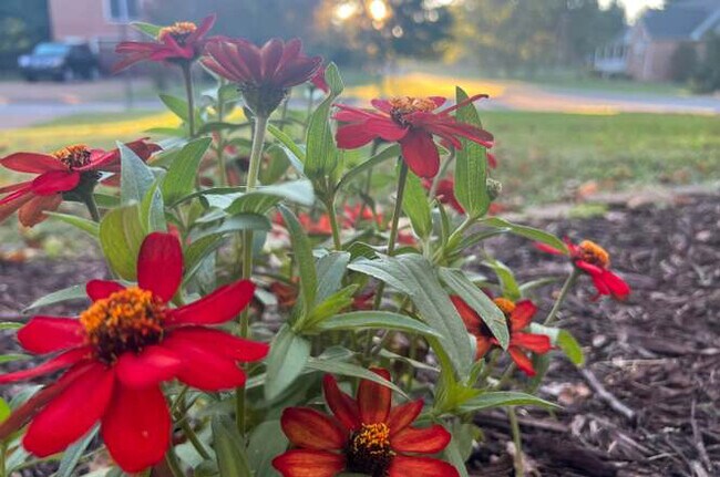 Building Photo - 2849 Pedigo Pl