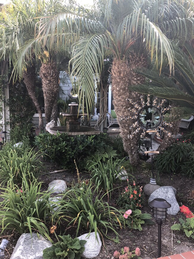 Front garden - 560 Reed St
