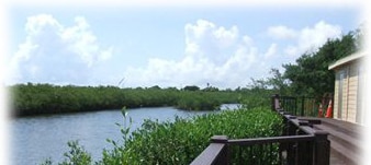 View from the Pool - 1401 S Palmetto Ave