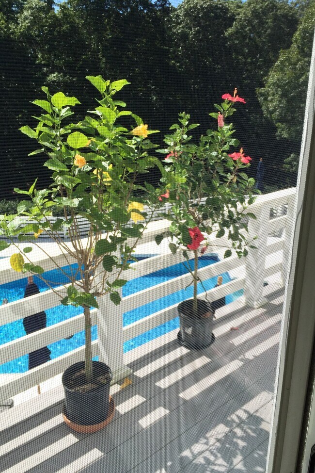 Foto del edificio - 7 Pintail Ln