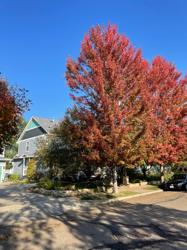 Photo - 1178 St John St (Erie, CO)