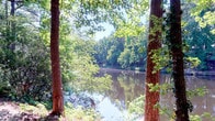 This lakeside property offers a tranquil natural setting defined by its direct proximity to calm, reflective water framed by towering, mature trees. The surrounding landscape is densely wooded, with a rich canopy of deciduous trees casting dappled light across the property and shoreline. The lake itself mirrors the surrounding greenery, creating a serene and picturesque environment throughout the seasons.

The property sits at water's edge, providing unobstructed views of the lake through a natural corridor of established hardwood trees. The shoreline is lush and organic, with native vegetation, low-hanging branches, and natural ground cover contributing to a sense of seclusion and privacy. The single-level layout complements the natural terrain, allowing for seamless integration with the surrounding landscape.

Natural light filters generously through the tree canopy, illuminating the grounds and water views with a soft, ambient quality. The overall ambiance is one of calm and retreat, with the sounds and sights of nature providing a constant backdrop. This property offers an immersive outdoor experience defined by its wooded lakefront setting and unspoiled natural character.
