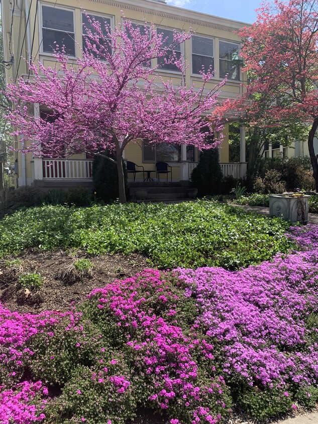 Front Yard - 2459 Madison Rd
