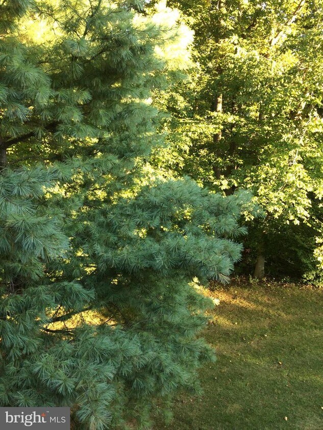 5761 Rexford Ct Unit S, West Springfield, VA 22152 Condo for Rent in