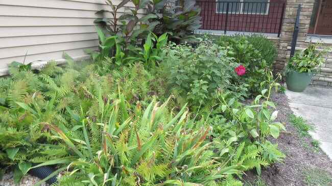 jardín delantero - 8445 Colemanden Dr