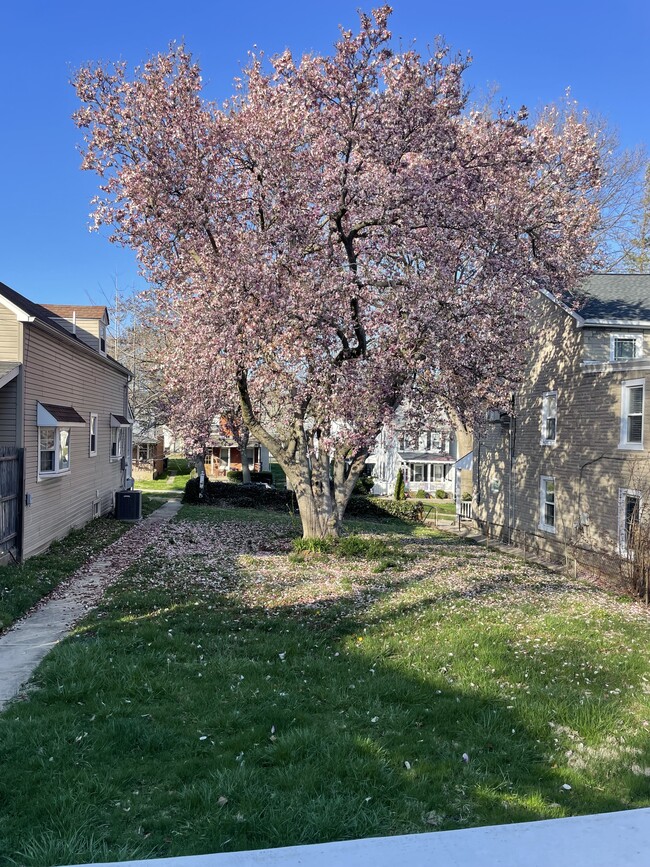 Magnolia tree in Bloom - 225 E 6th Ave