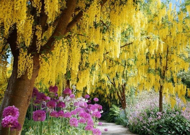 The Laburnum Walk at VanDusen Botanical Garden.