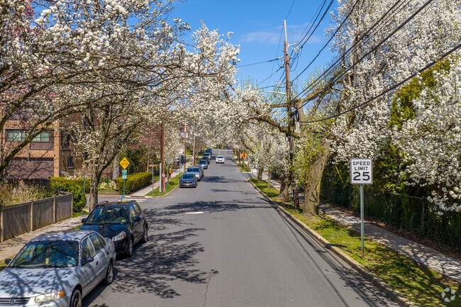 Tree lined streets are sprawled throughout Downtown Princeton NJ