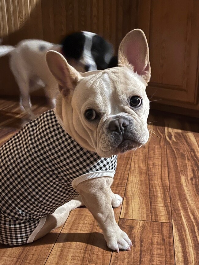 Pet Friendly - Edina Gateway