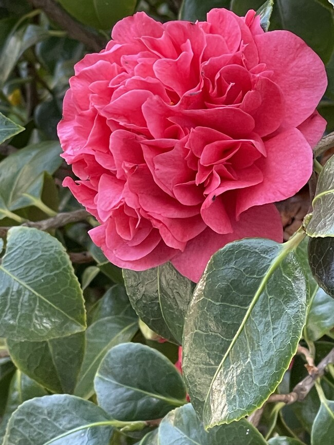 Camelia en flor - 362 Alida Way