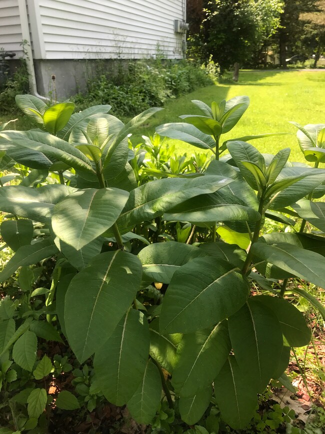 Milk weed for the Monarch Butter Fly! - 26A Rochester St